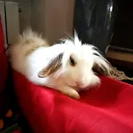 Il Gelsomino